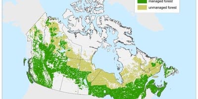 地図のカナダの森林